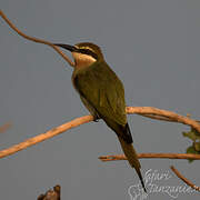 Olive Bee-eater