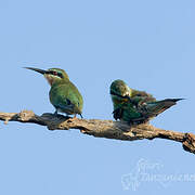 Blue-cheeked Bee-eater