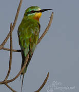 Blue-cheeked Bee-eater