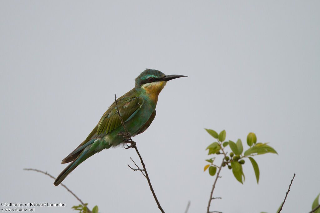 Guêpier de Persesubadulte, identification