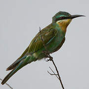 Blue-cheeked Bee-eater