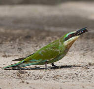 Blue-cheeked Bee-eater