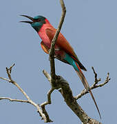 Northern Carmine Bee-eater