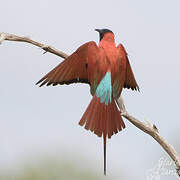 Northern Carmine Bee-eater