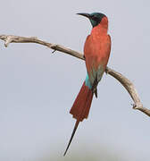 Northern Carmine Bee-eater