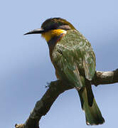 Cinnamon-chested Bee-eater