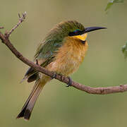 Little Bee-eater