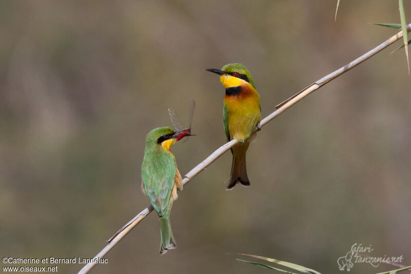 Little Bee-eater, courting display