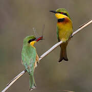 Little Bee-eater