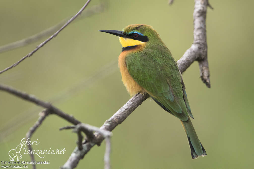 Guêpier nainadulte, identification