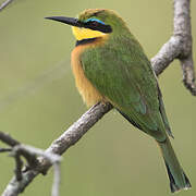 Little Bee-eater