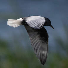 Guifette leucoptère