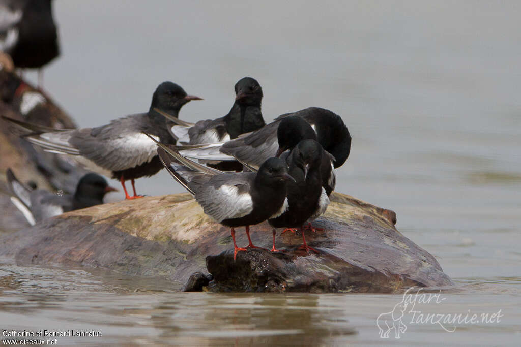 White-winged Ternadult breeding, pigmentation