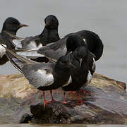 White-winged Tern