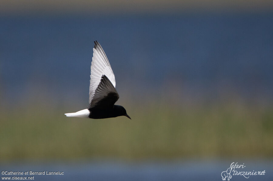 White-winged Ternadult breeding, Flight