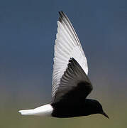 White-winged Tern