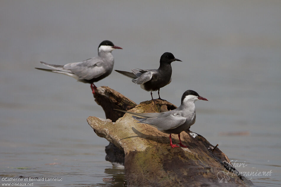 Whiskered Tern