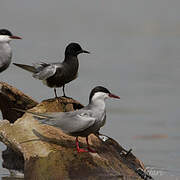 Whiskered Tern