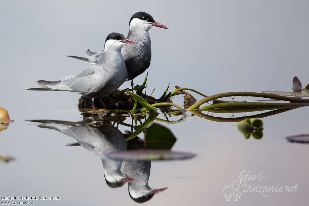 Guifette moustacadulte nuptial, habitat, pigmentation