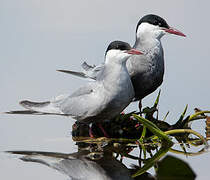 Whiskered Tern