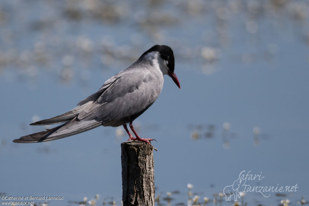 Guifette moustacadulte nuptial, identification