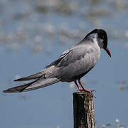 Whiskered Tern