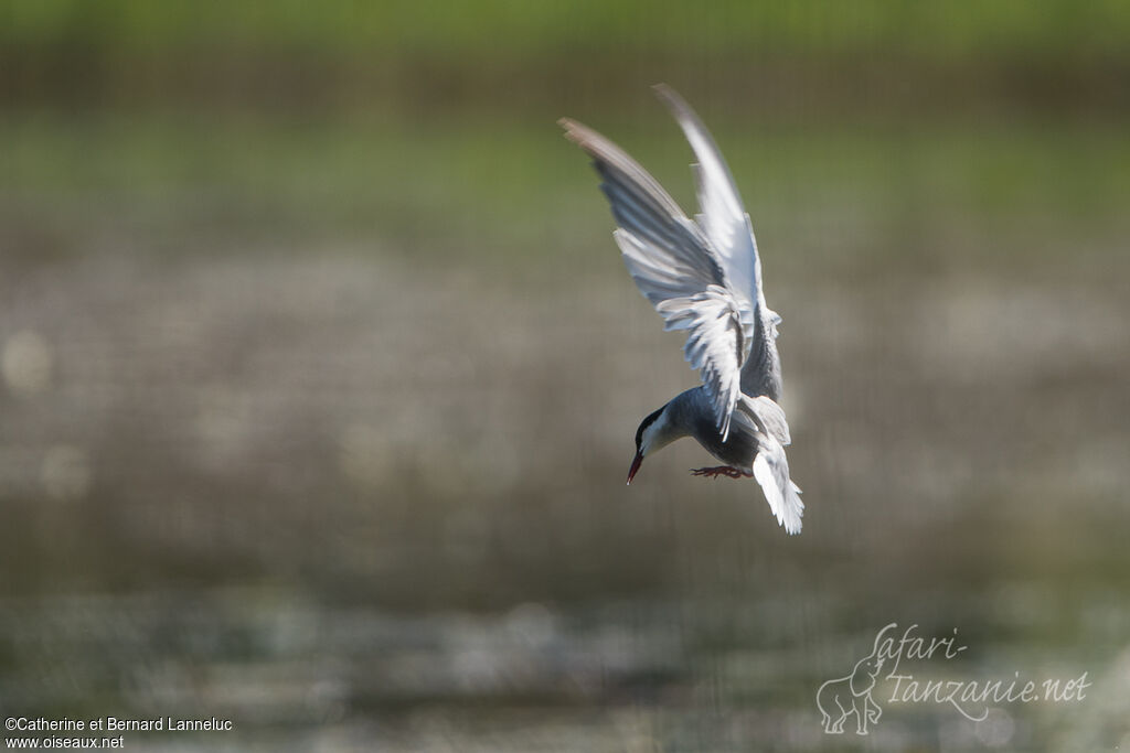 Whiskered Ternadult breeding, Flight