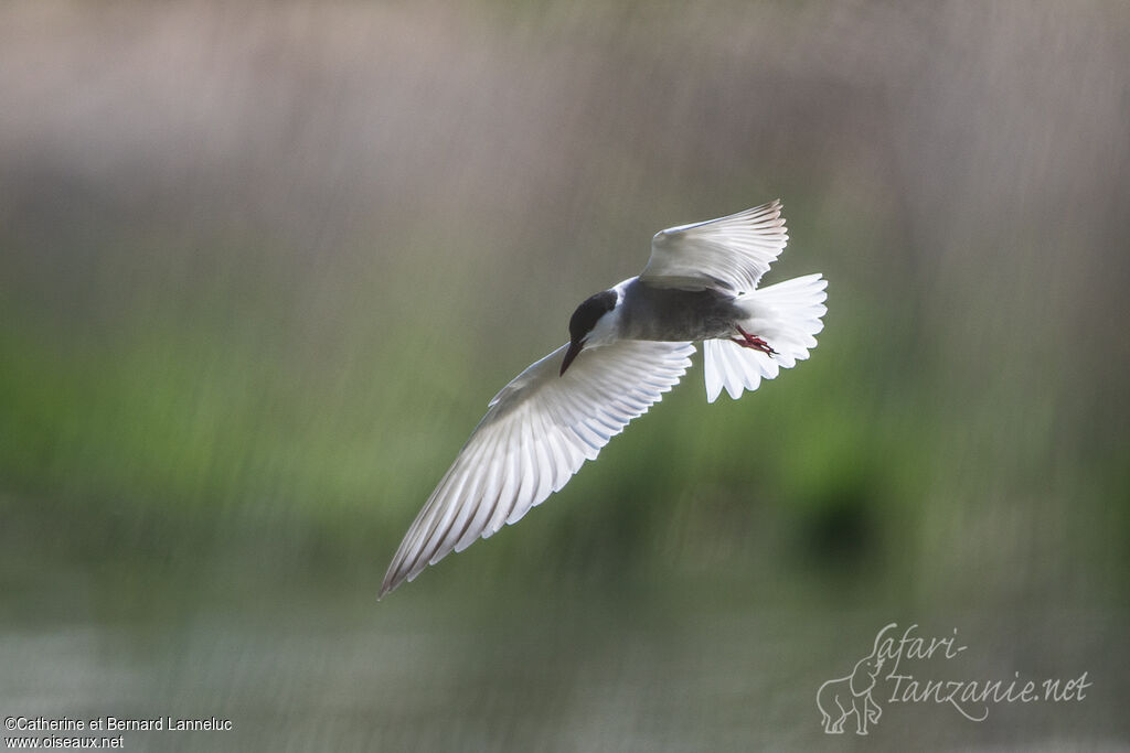 Whiskered Ternadult breeding, Flight