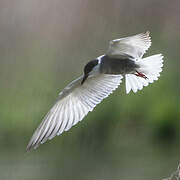 Whiskered Tern