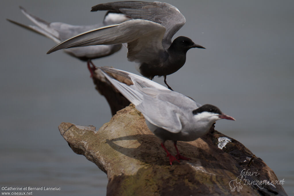 Guifette noireadulte nuptial