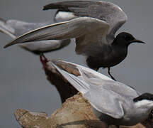 Black Tern