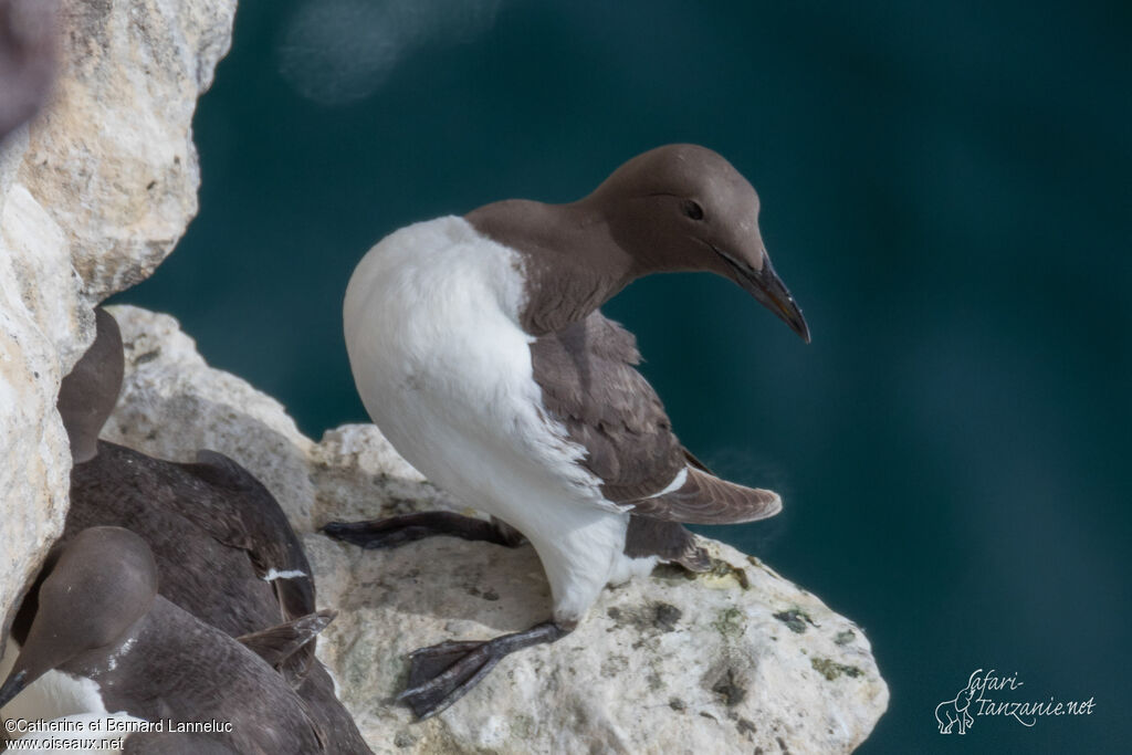 Guillemot de Troïladulte, identification