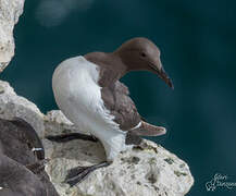 Common Murre