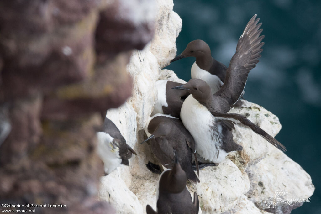 Common Murre