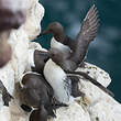 Guillemot de Troïl