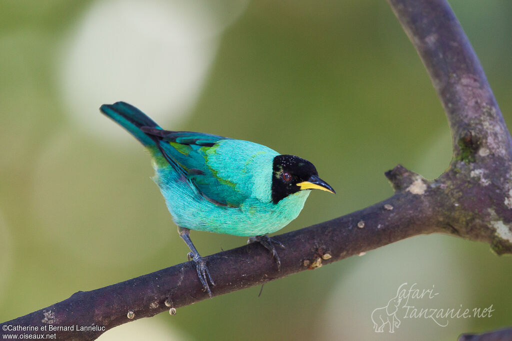 Green Honeycreeper male adult, identification