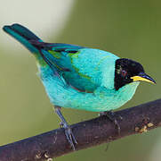 Green Honeycreeper