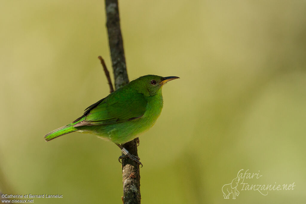 Guit-guit émeraude femelle adulte, identification