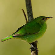 Green Honeycreeper