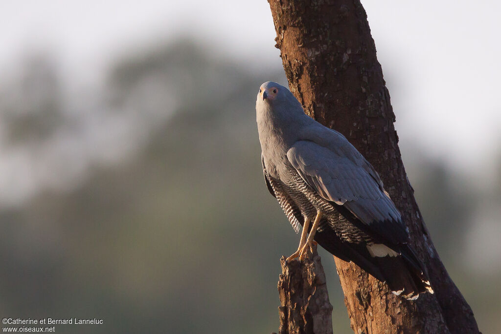 African Harrier-Hawkadult, identification