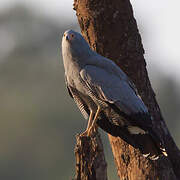 African Harrier-Hawk