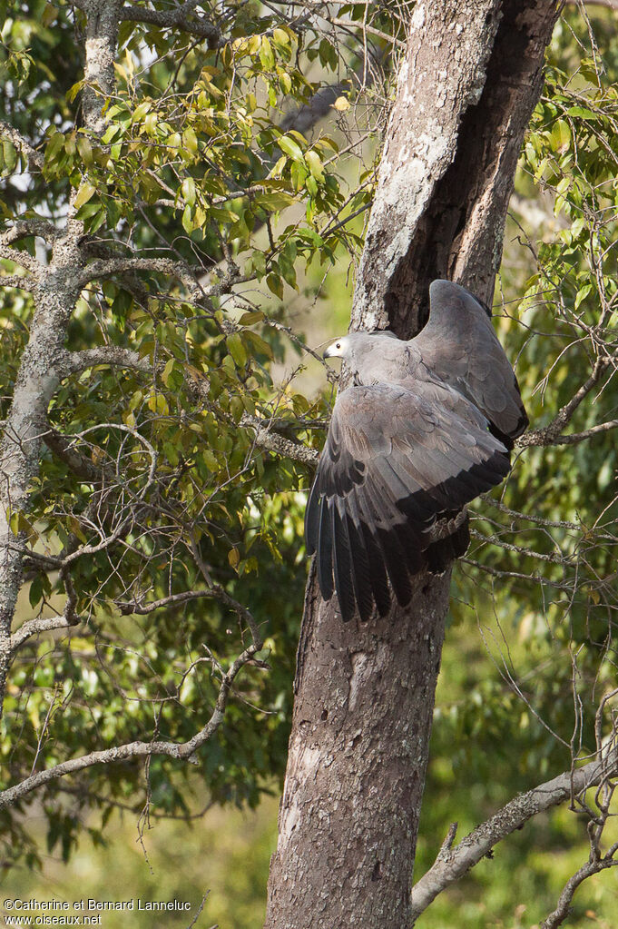 Gymnogène d'Afriqueadulte, identification, régime, Comportement