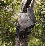 African Harrier-Hawk