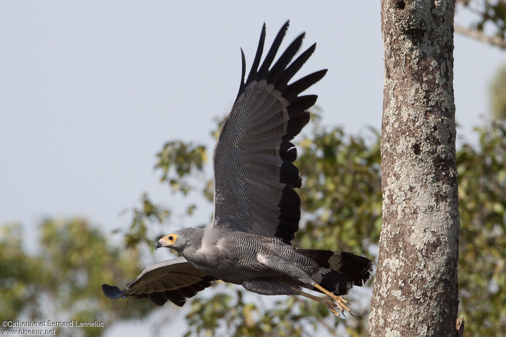 African Harrier-Hawk, Flight