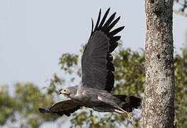 African Harrier-Hawk