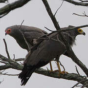 African Harrier-Hawk