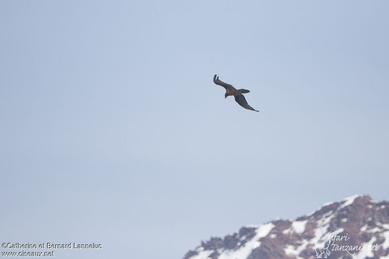 Bearded Vulture, Flight