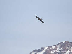 Bearded Vulture