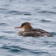 Red-breasted Merganser