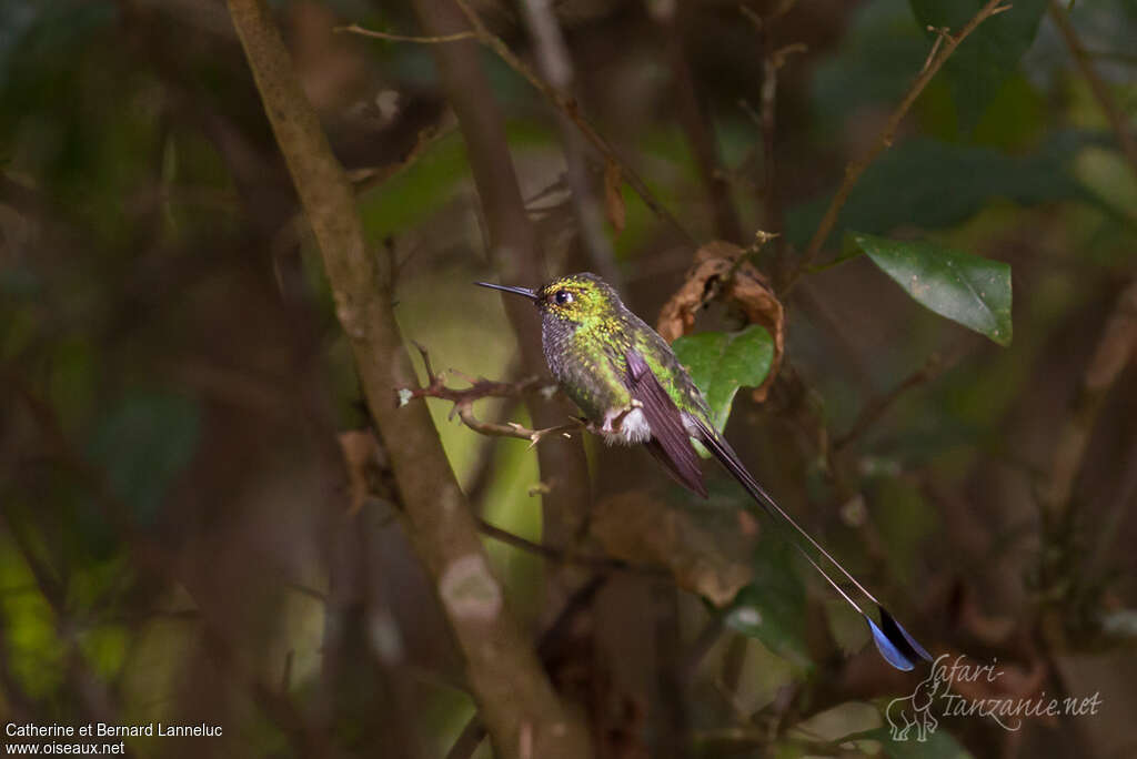 White-booted Racket-tail male adult, pigmentation